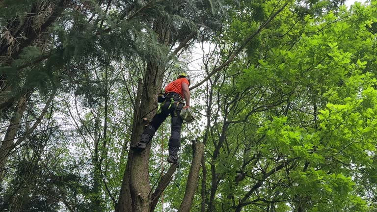 Best Stump Grinding and Removal  in Branford Center, CT